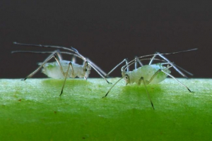 Tll, ili mrava krava